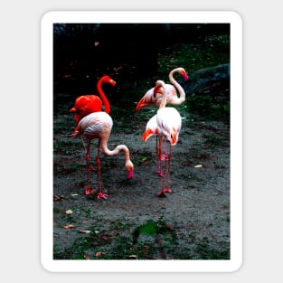 Pink and red flamingos Sticker